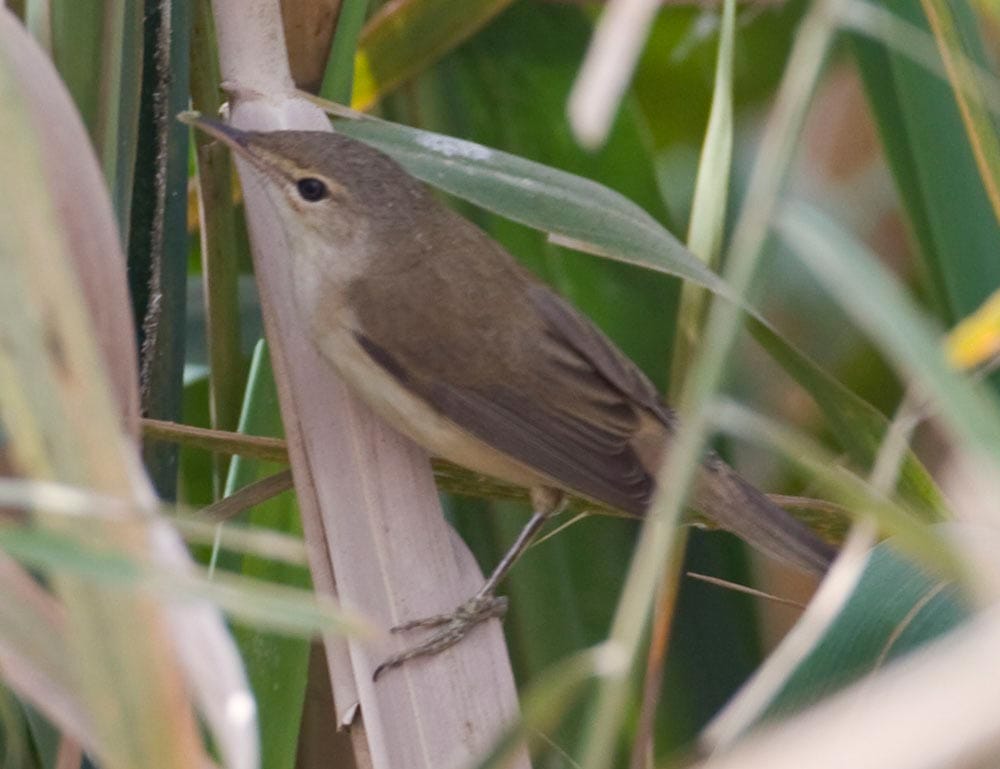 Caspian Reed Warbler Acrocephalus (scirpaceus) fuscus