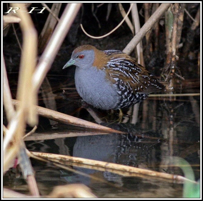 Baillon's Crake standing in water