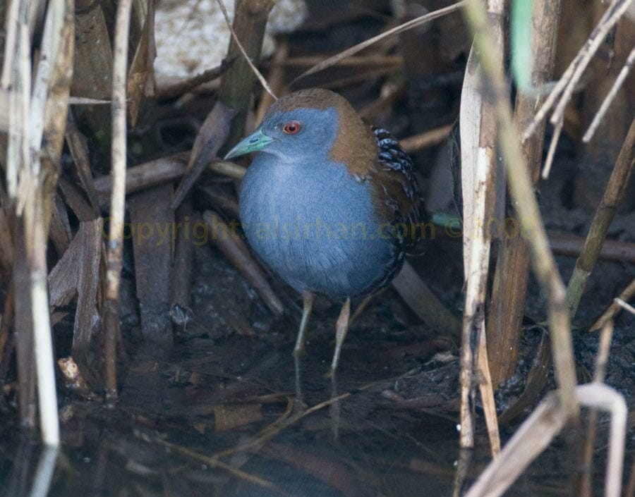 Baillon's Crake standing on water