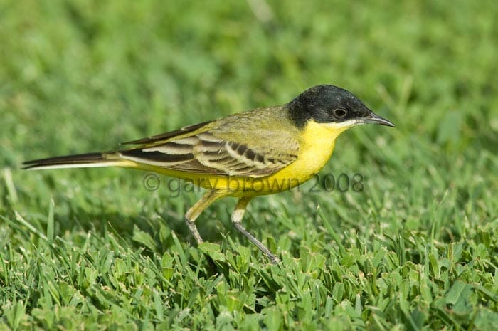 Black-headed Wagtail Motacilla (flava) feldegg feeding on grass