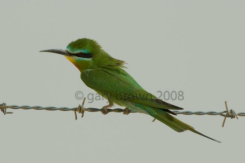 Blue-cheeked Bee-eater Merops persicus on barb wire