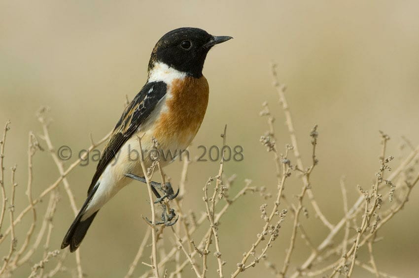 Byzantine Stonechat Saxicola maurus variegatus on dry bush