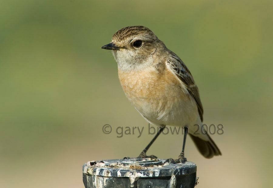 Caspian Stonechat Saxicola maurus hemprichii