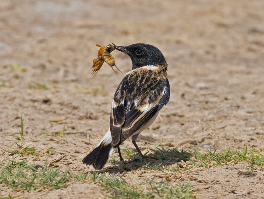 Caspian Stonechat Saxicola maurus hemprichii with a big cricket in its bill