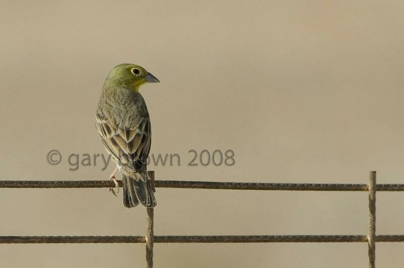 Cinereous Bunting Emberiza cineracea semenowi on wires