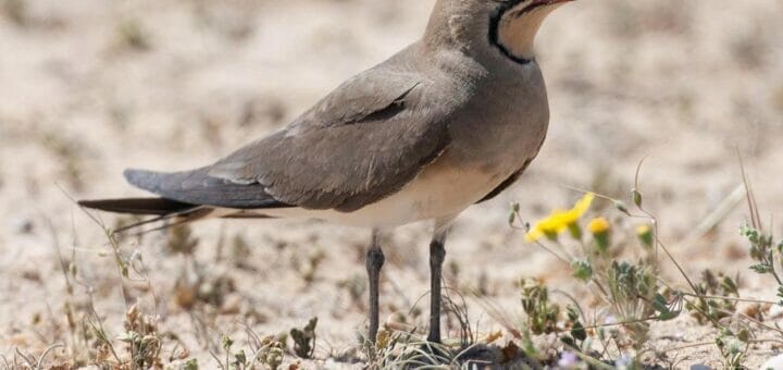 Collared Pratincole perching on the ground