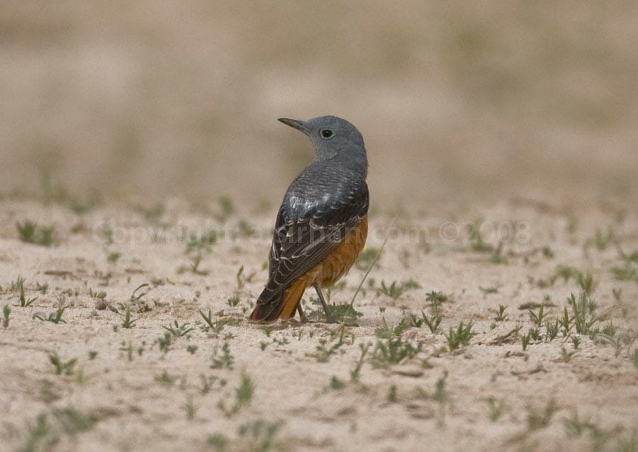 Common Rock Thrush Monticola saxatilis on the sandy desert