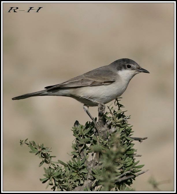 Eastern Orphean Warbler Curruca crassirostris on a branch