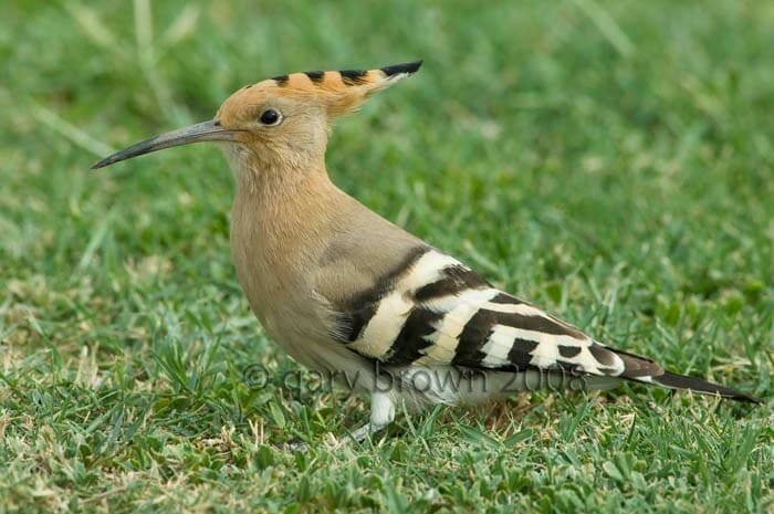 Eurasian Hoopoe Upupa epops on grass