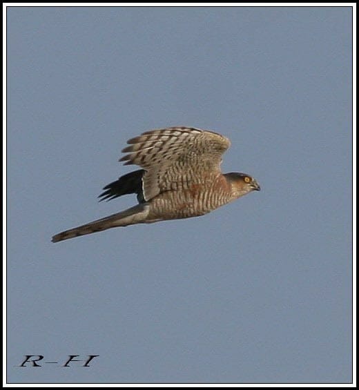 Eurasian Sparrowhawk Accipiter nisus in flight