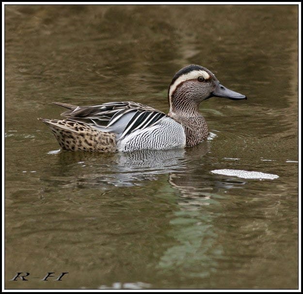 Garganey Spatula querquedula on water