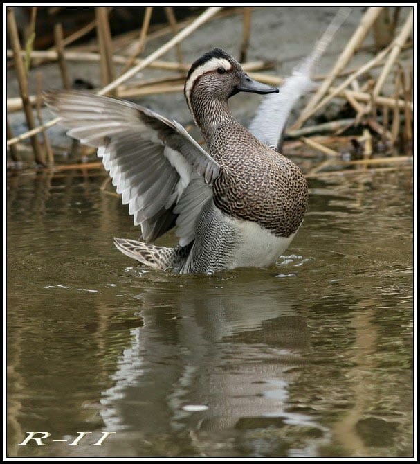 Garganey Spatula querquedula flapping wings