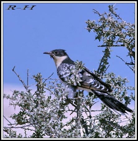 Great Spotted Cuckoo Clamator glandarius on a bush