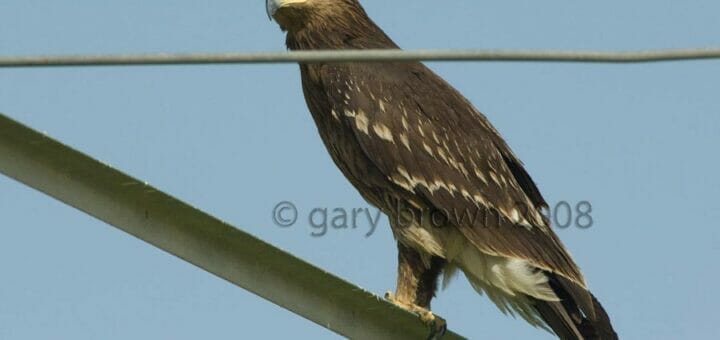 Greater Spotted Eagle perching on a pylon