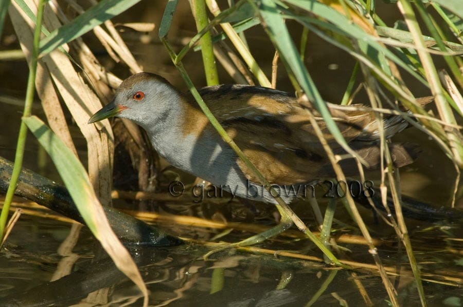 Little Crake Zapornia parva under reeds