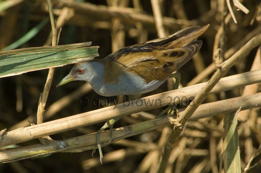 Little Crake Zapornia parva on a branch