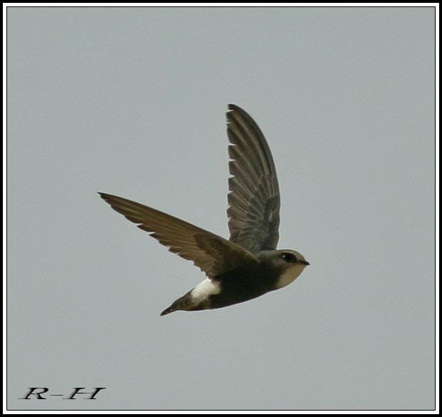 Little Swift Apus affinis on flight