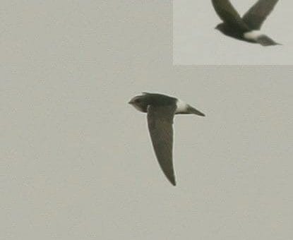 Little Swift Apus affinis on flight