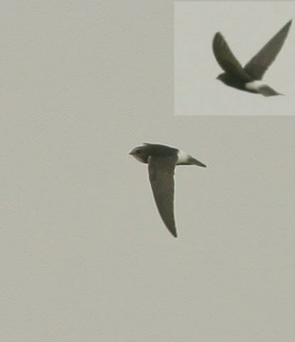 Little Swift Apus affinis on flight