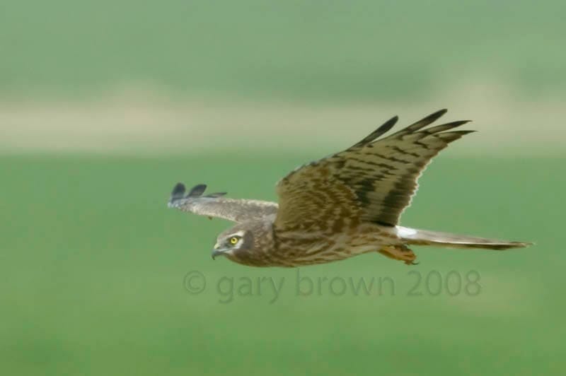 Montagu’s Harrier