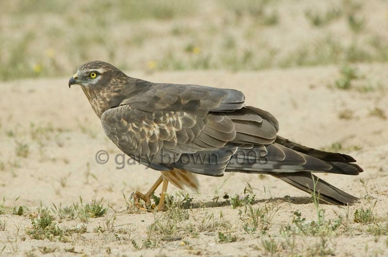 Montagu’s Harrier