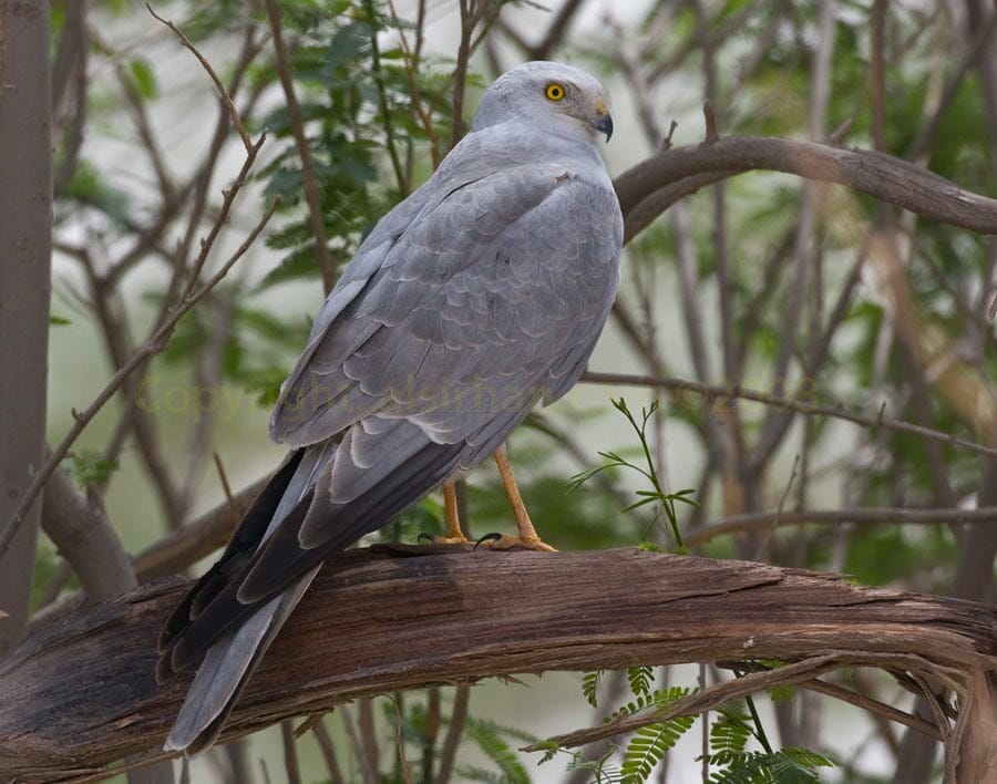 Pallid Harrier Circus macrourus perching on branch