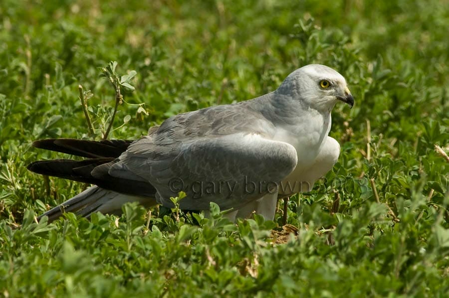 Pallid Harrier Circus macrourus