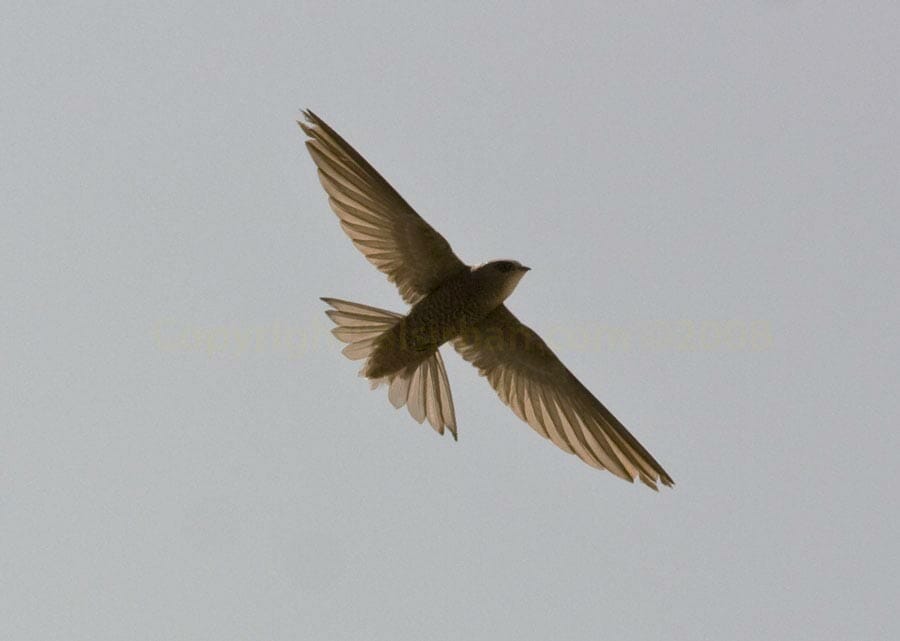 Pallid Swift Apus pallidus in flight
