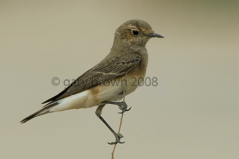 Pied Wheatear Oenanthe pleschanka on dead bush