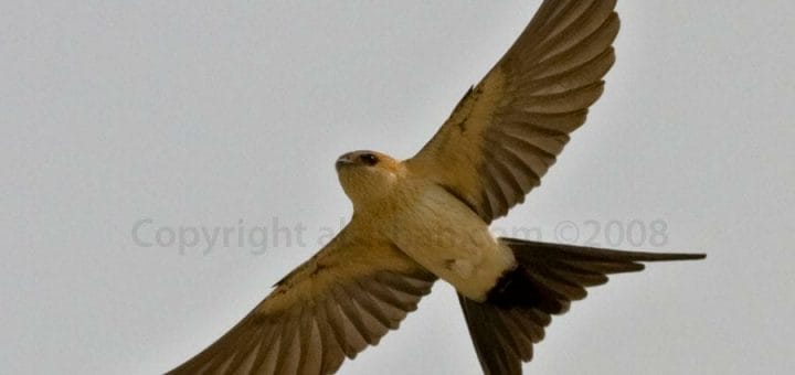 Red-rumped Swallow Cecropis daurica on flight