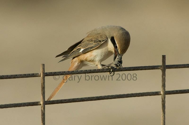 Red-tailed Shrike Lanius phoenicuroides on wire feeding on a beetle