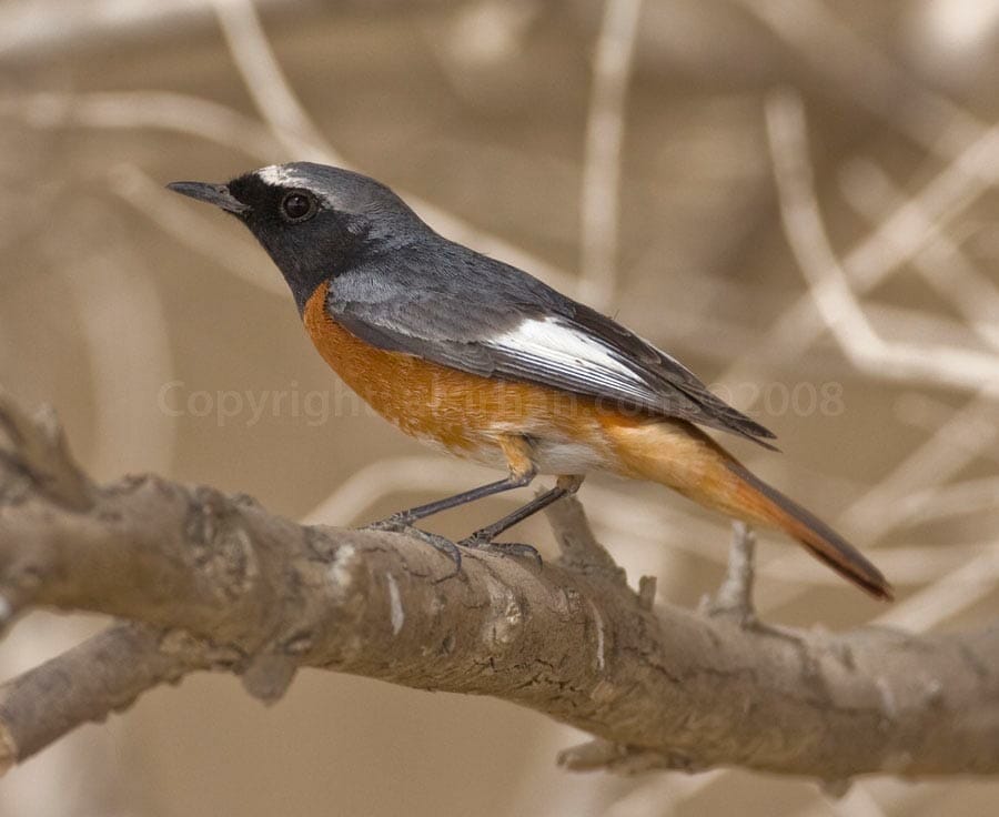 Redstart Phoenicurus phoenicurus samamisicus on a branch