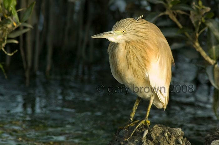 Squacco Heron Ardeola ralloides close to water