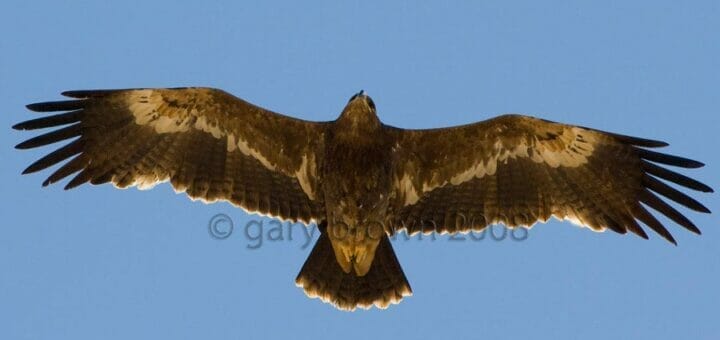 Steppe Eagle in flight
