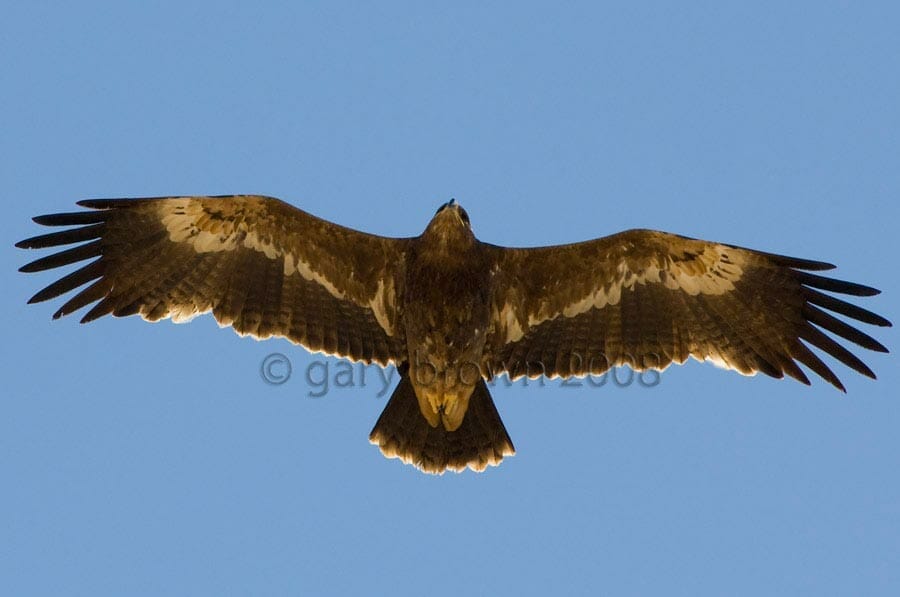 Steppe Eagle in flight