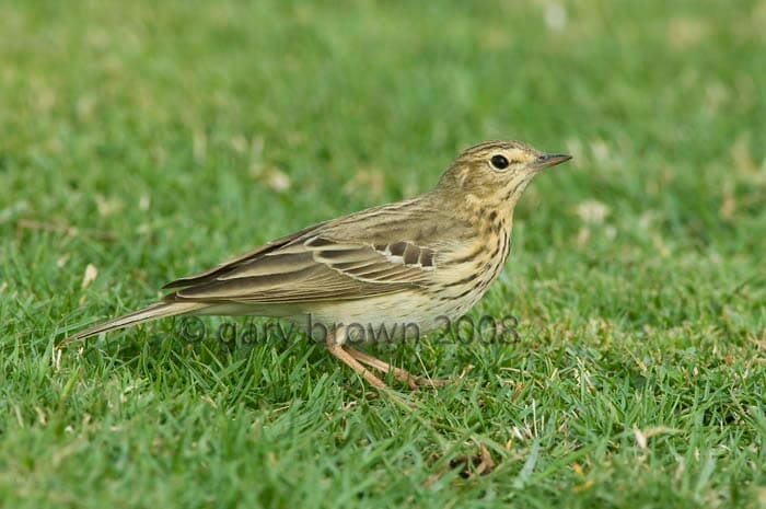 Tree Pipit Anthus trivialis on grass