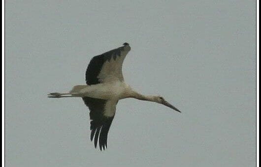 Western White Stork in flight