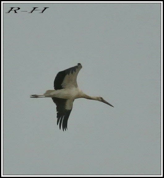 Western White Stork in flight