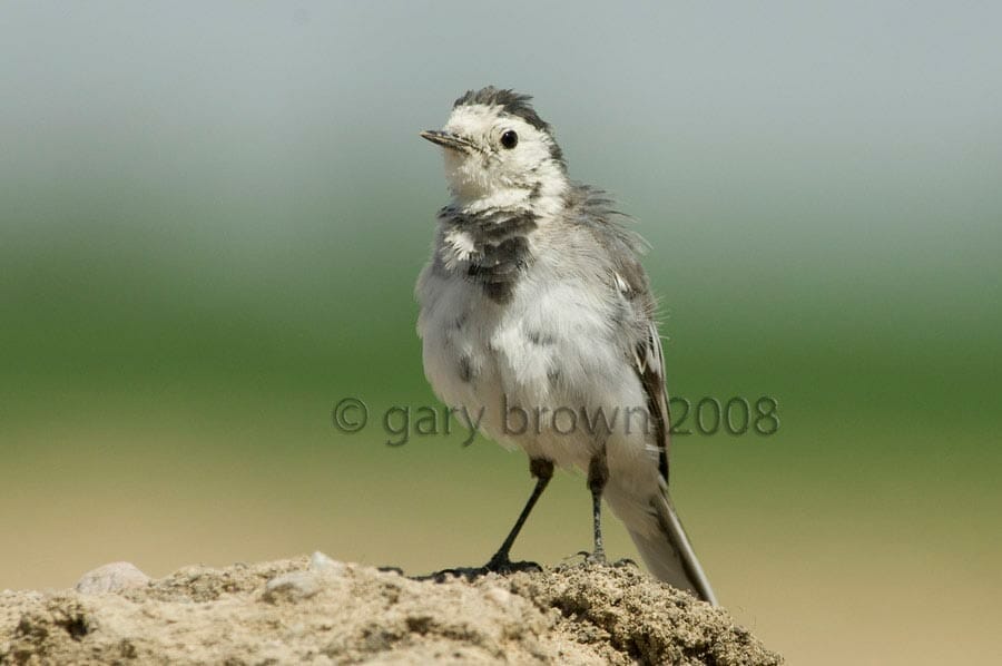 White Wagtail Motacilla alba on ground