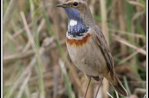 Bluethroat perching on a rock