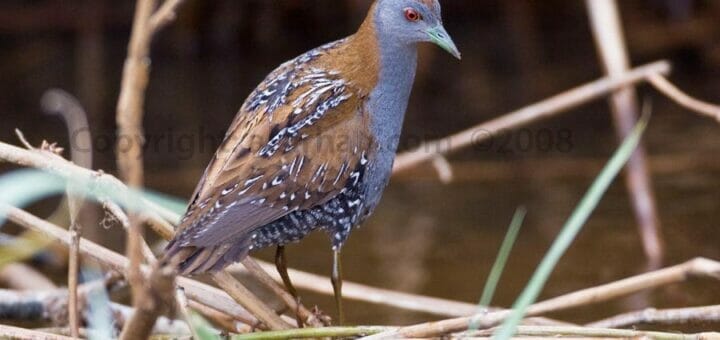 Baillon's Crake perching on reeds