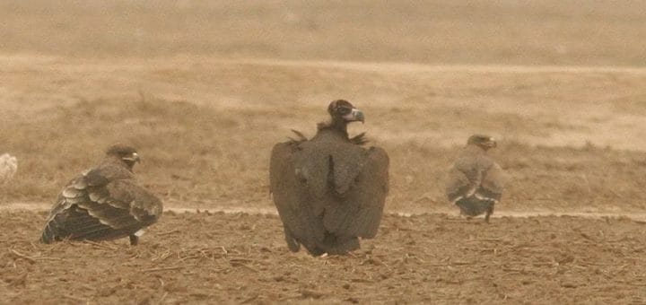 Cinereous Vulture Aegypius monachus between two Steppe Eagles