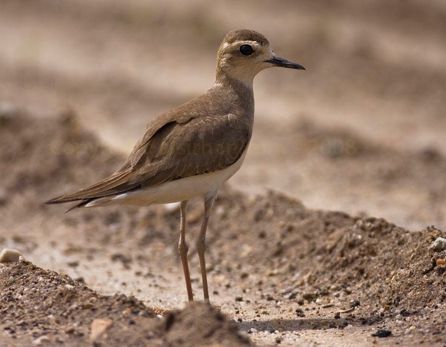 Caspian Plover Anarhynchus asiaticus on ground