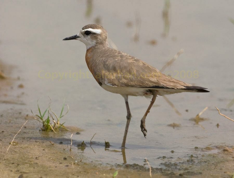 Caspian Plover Anarhynchus asiaticus on water with broken leg