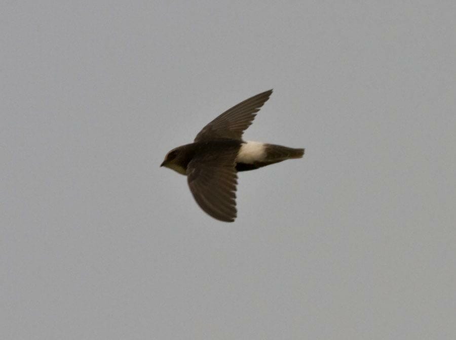 Little Swift Apus affinis in flight