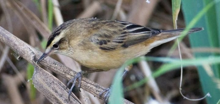 Moustached Warbler Acrocephalus melanopogon on a branch