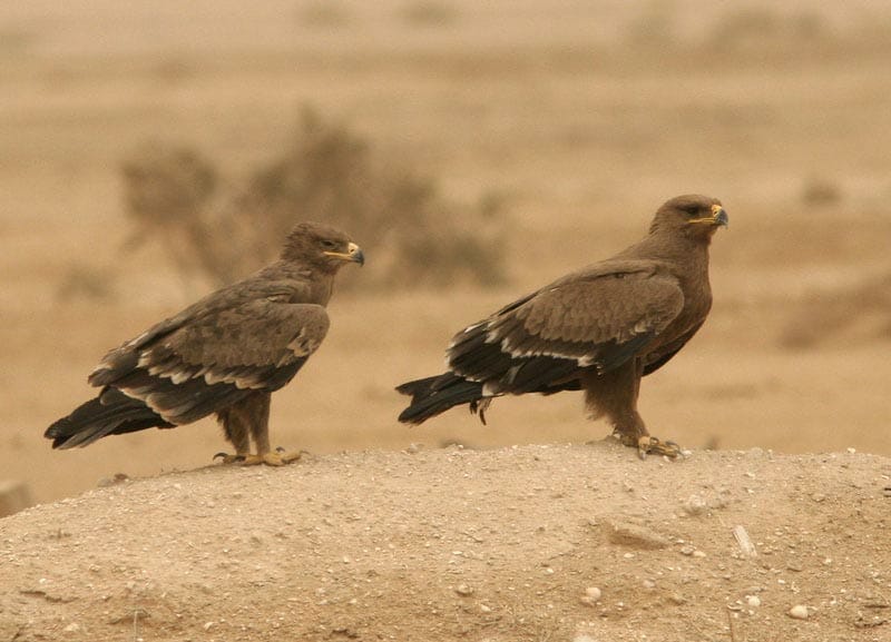 steppe_eagle7071.jpg