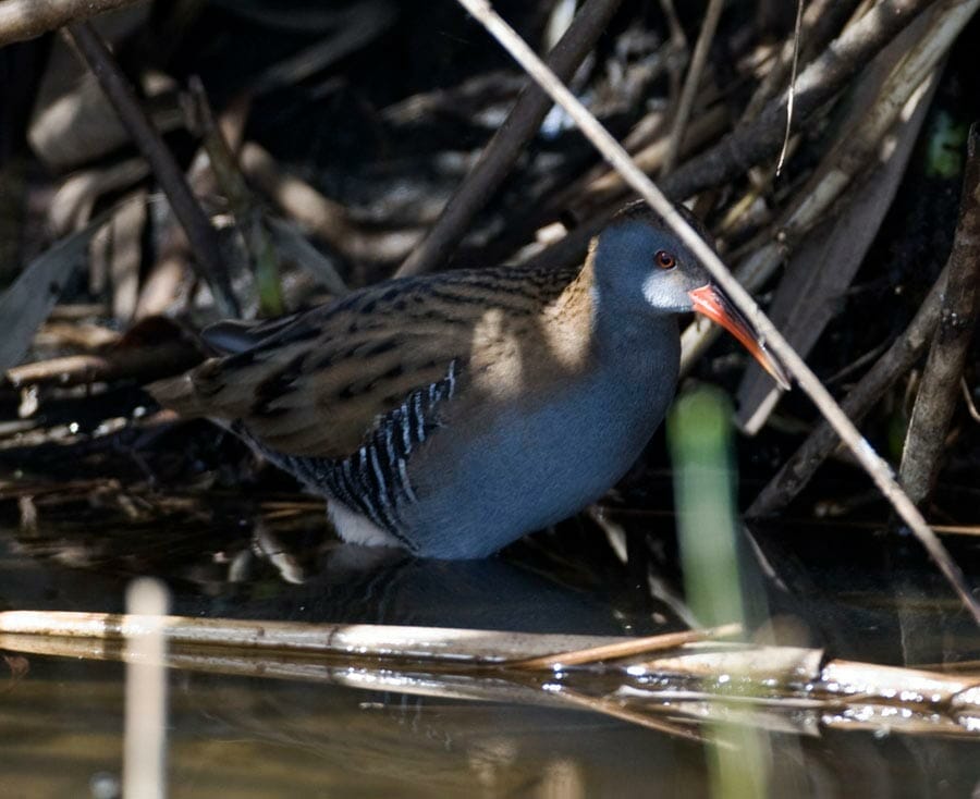 Water Rail Rallus aquaticus in the shade of reeds