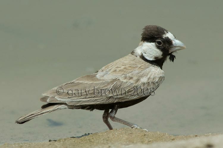 Black-crowned Sparrow-Lark Eremopterix nigriceps at water pool