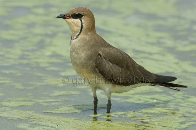 Black-winged Pratincole Glareola nordmanni sanding on water